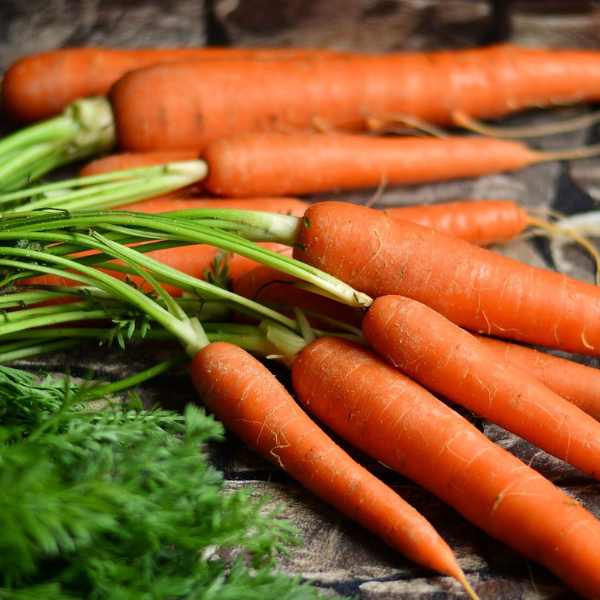 carrot all seasons seeds
