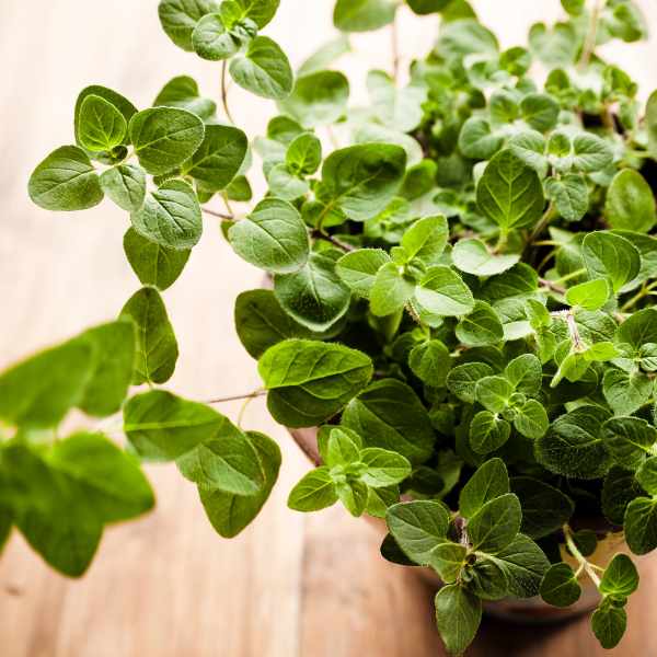 herb oregano vulgare seeds