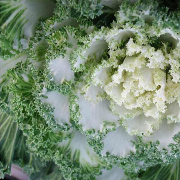 kale ivory garden seeds