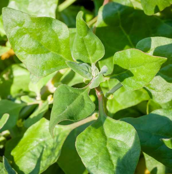 warragul green natives seeds