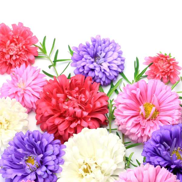 aster pompom mixed colours seeds