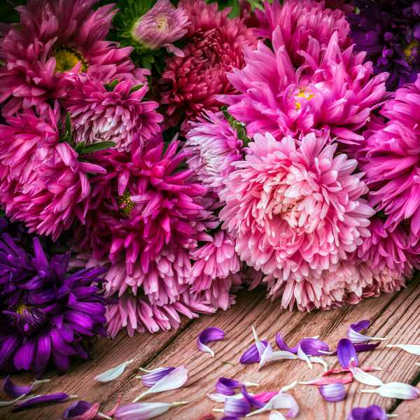 aster powder puff mix seeds