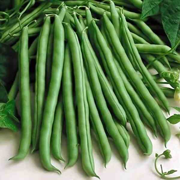 climbing bean blue lake seeds1