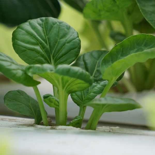 tatsoi seed 3