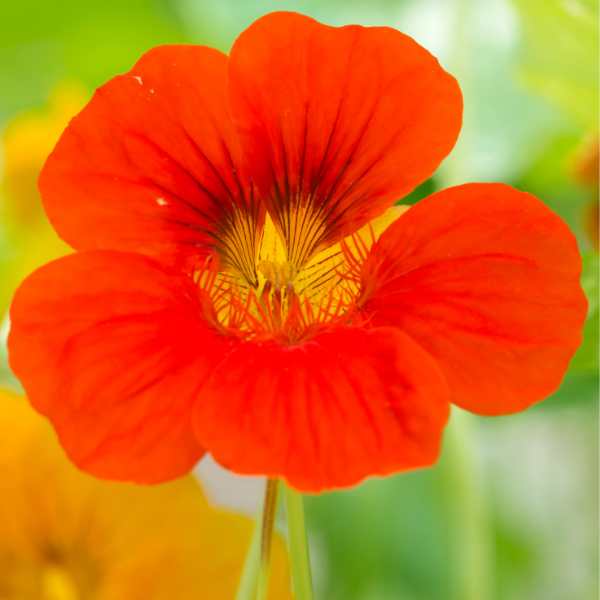 nasturtium empress of india seeds 3