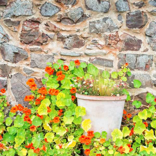 nasturtium empress of india seeds 4