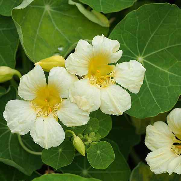 nasturtium yeti cream seeds 3