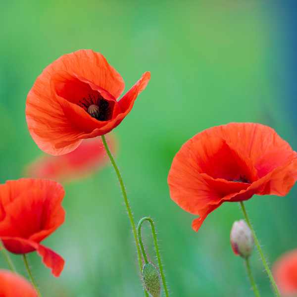 poppy flanders seeds 3