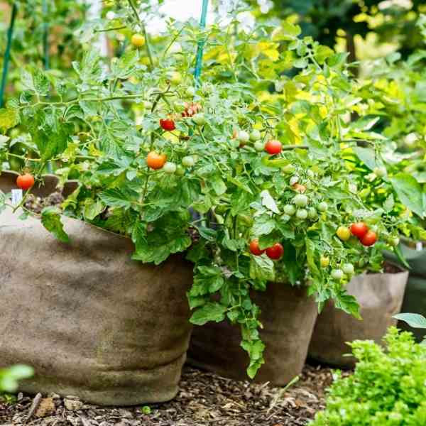 cherry tomato cherry cocktail seeds 2
