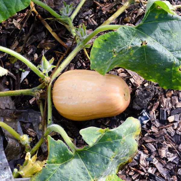pumpkin waltham butternut seeds 2