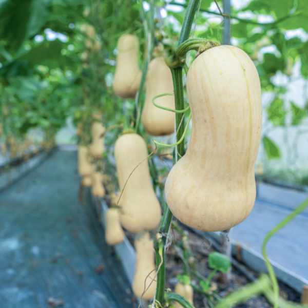 pumpkin waltham butternut seeds 3