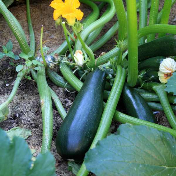 zucchini black beauty seeds 1