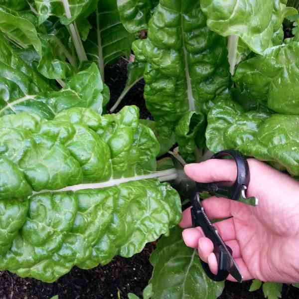 silverbeet fordhook giant seeds 3