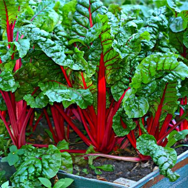 silverbeet ruby red seeds