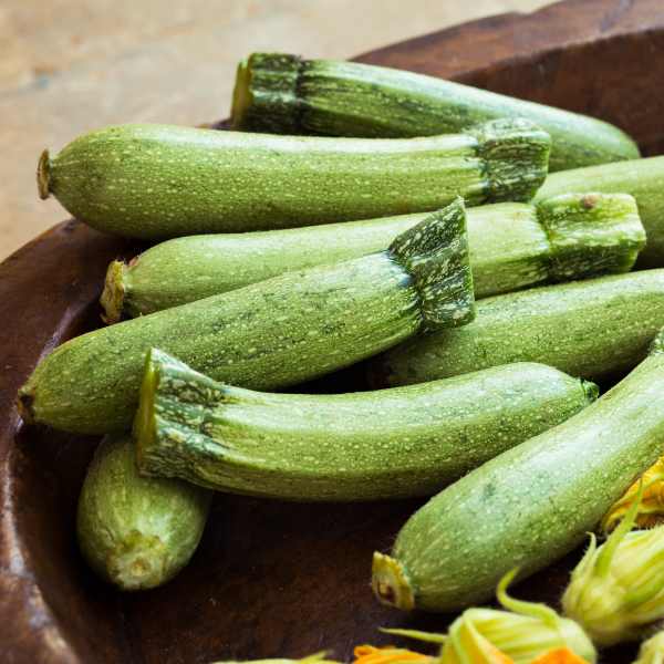 zucchini lebanese seed
