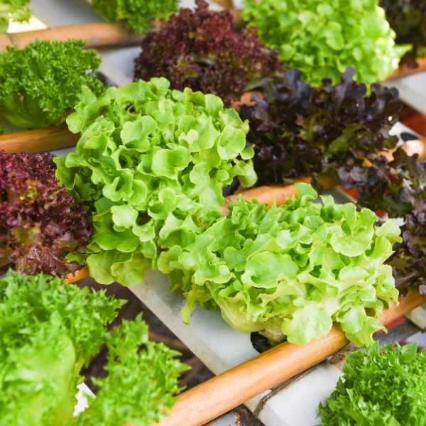 lettuce salad bowl green seeds 2