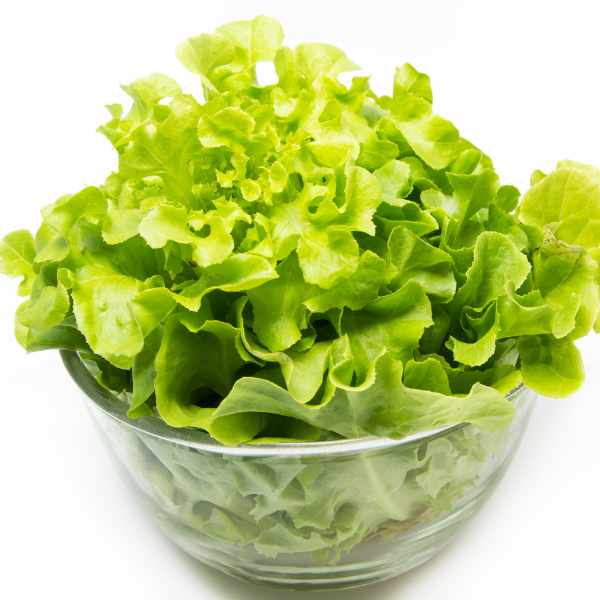 lettuce salad bowl green seeds 3