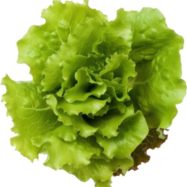 lettuce salad bowl green seeds