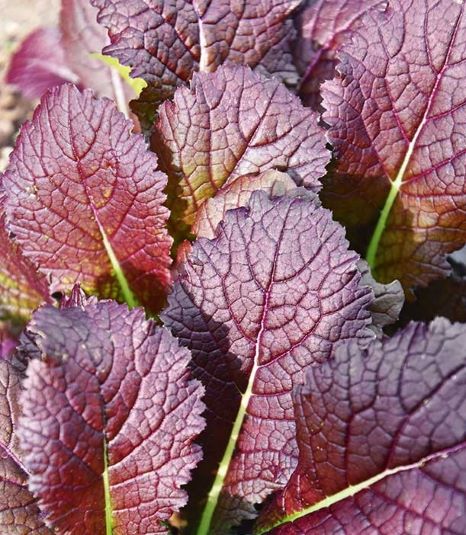 mustard greens red seeds