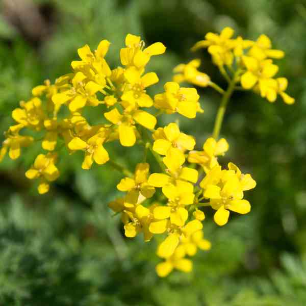 wild rocket seeds 3