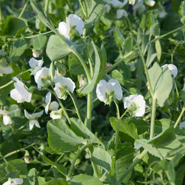snow pea mammoth melting seeds 2