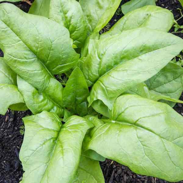 spinach monstreux de viroflay seeds 2