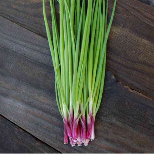 bunching onion red beard seeds 3