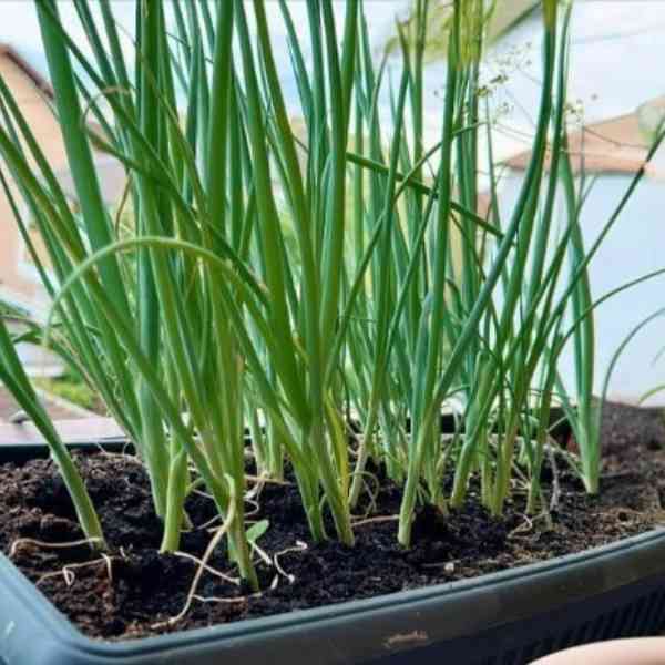 bunching onion winter ishikura seeds 3