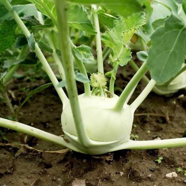 kohlrabi white vienna seeds 1