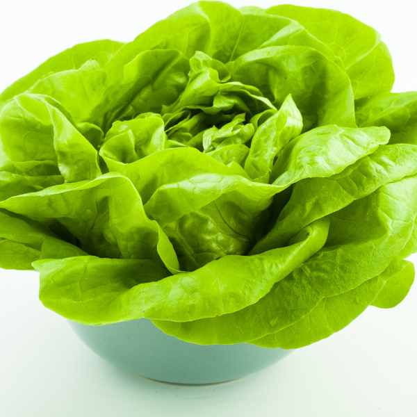 lettuce buttercrunch