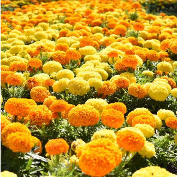 marigold african crackerjack seed