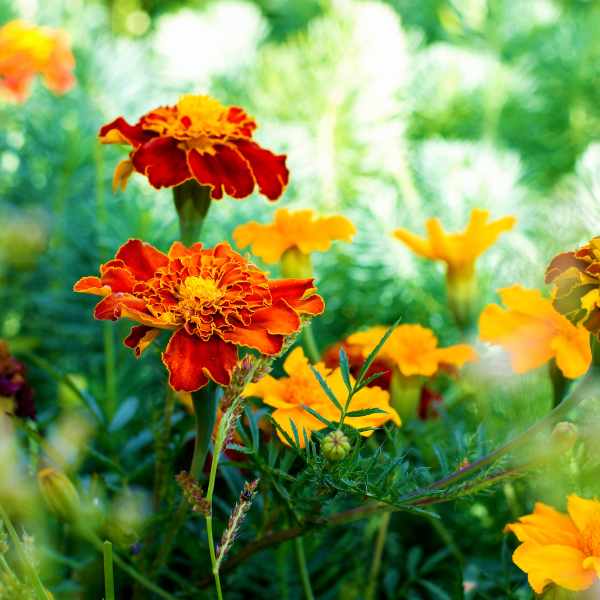 marigold french sparky seed4