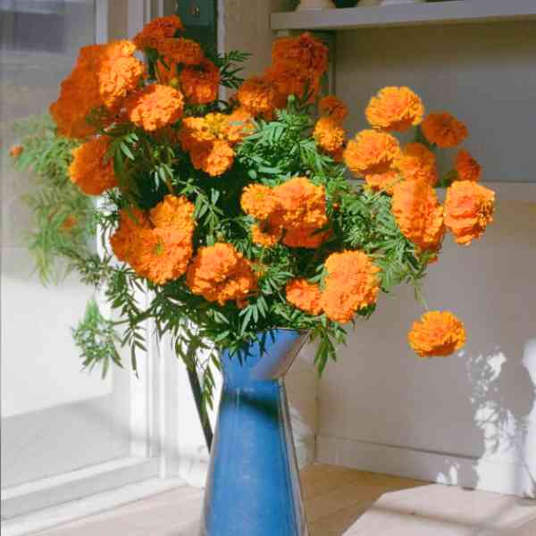 marigold french sparky seeds7
