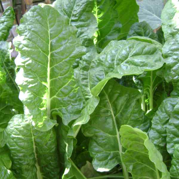 spinach perpetual seeds 1