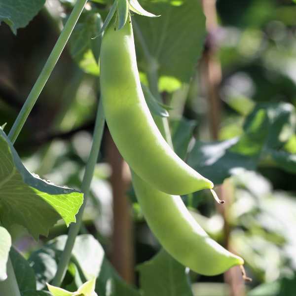 pea sugar snap seeds