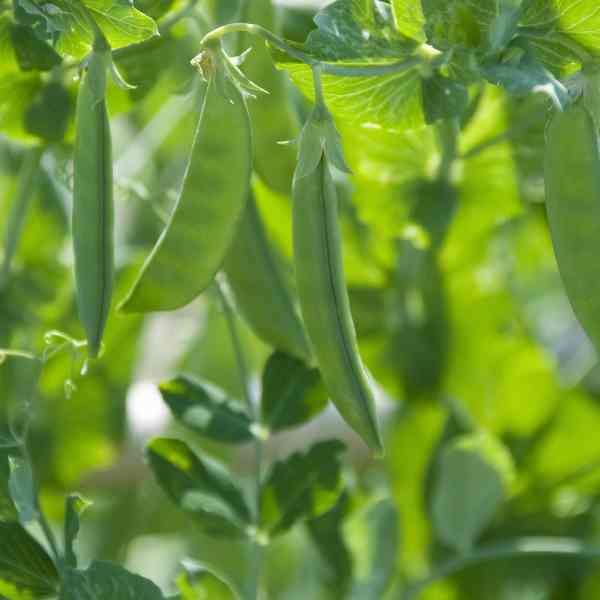 snow pea oregon seeds 1