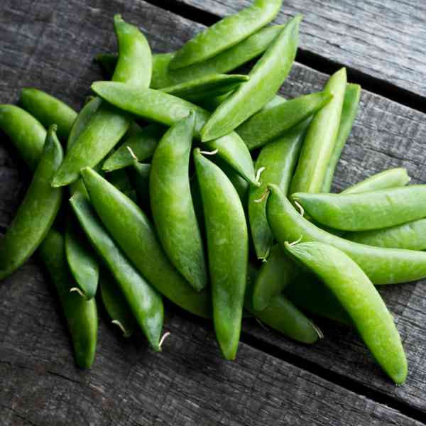 sugar snap pea bush 1