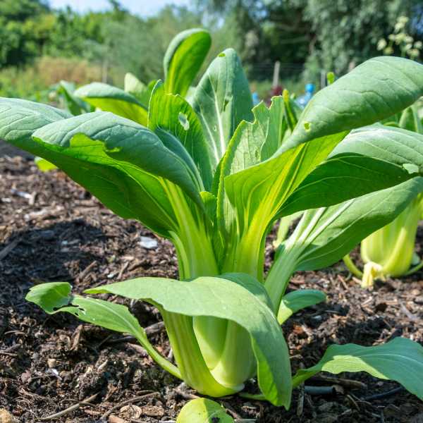 mustard spinach gai choi seeds 1