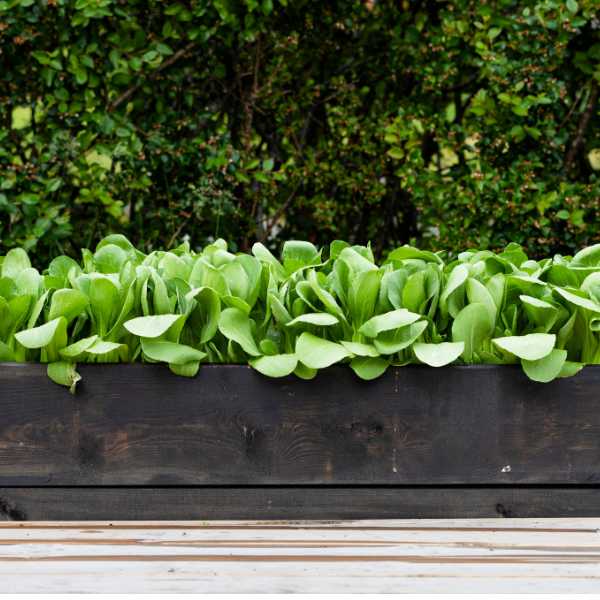 mustard spinach gai choi seeds 2