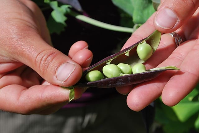 peas g10b426bb8 640