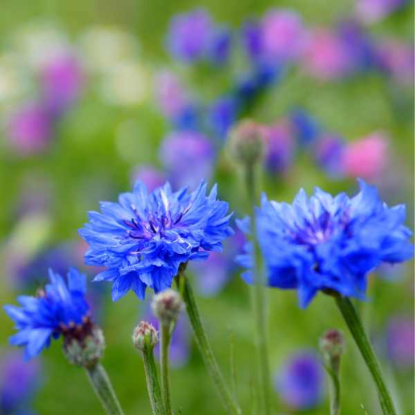 cornflower blue boy seed
