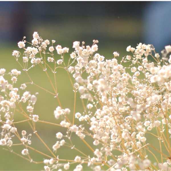 gypsophilia snowflake seed