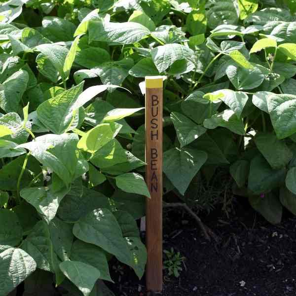 bean pioneer seeds 4