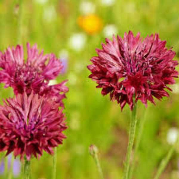 cornflower red ball seeds 3
