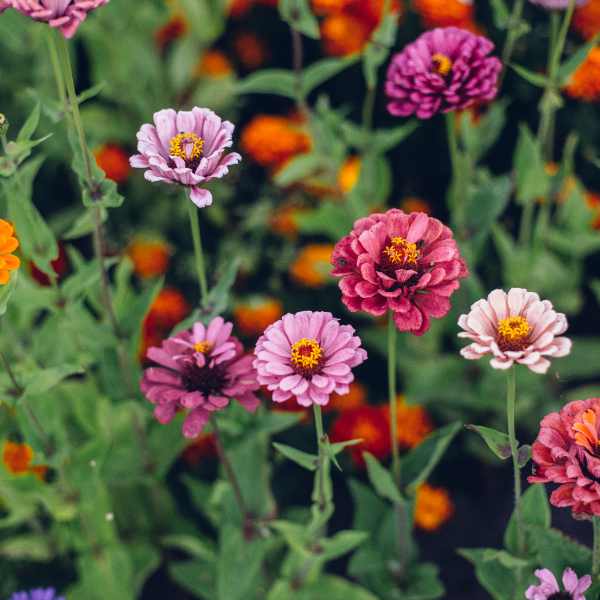 zinnia lilliput seeds 4