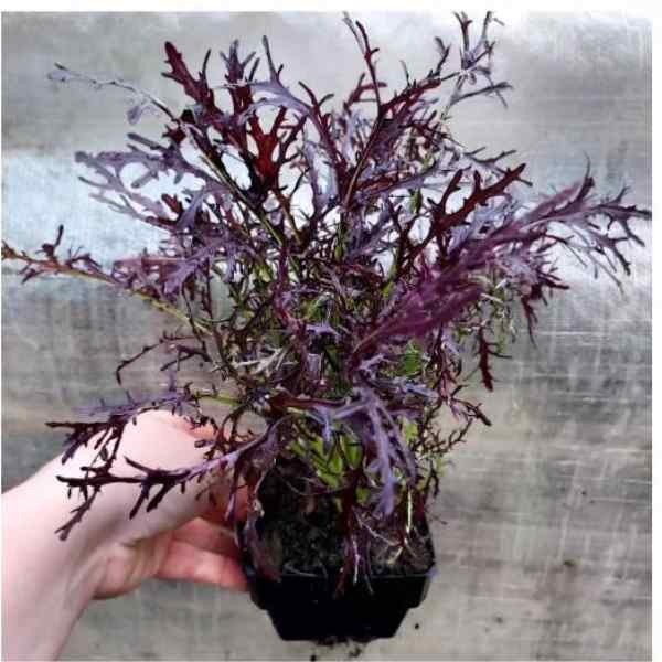 mizuna ruby red streaks seeds 7