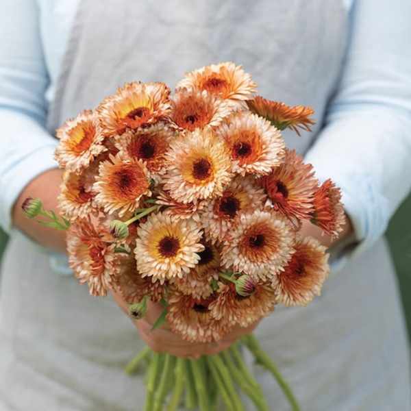 calendula pink surprise seed2