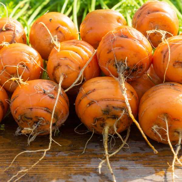 carrot thumbelina seeds