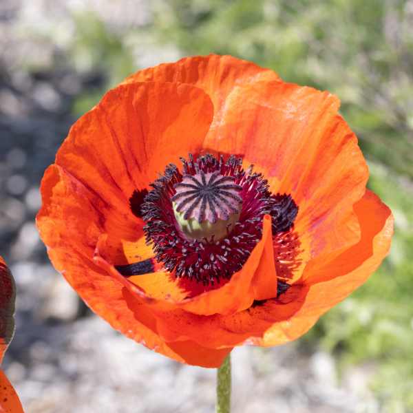 orientale poppy seeds 2