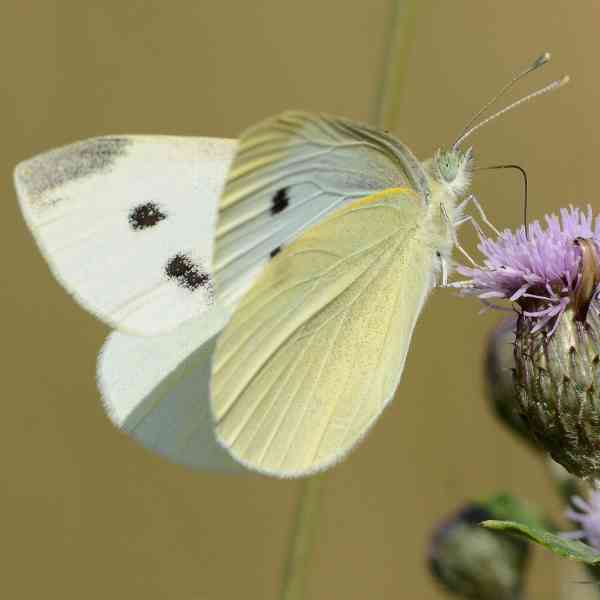 cabbage moth 1